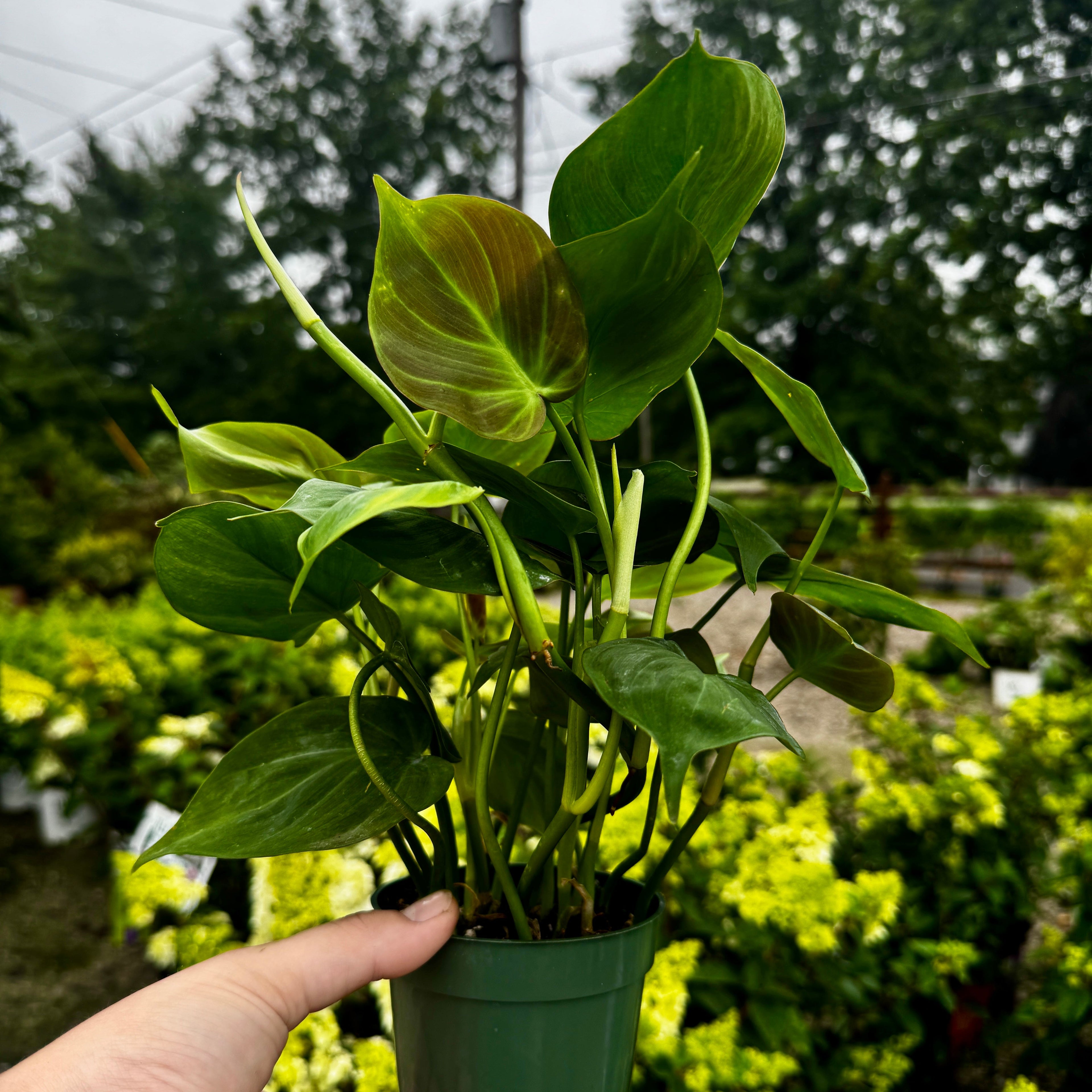Philodendron Camposportoanum