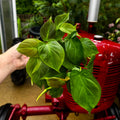 Philodendron Camposportoanum