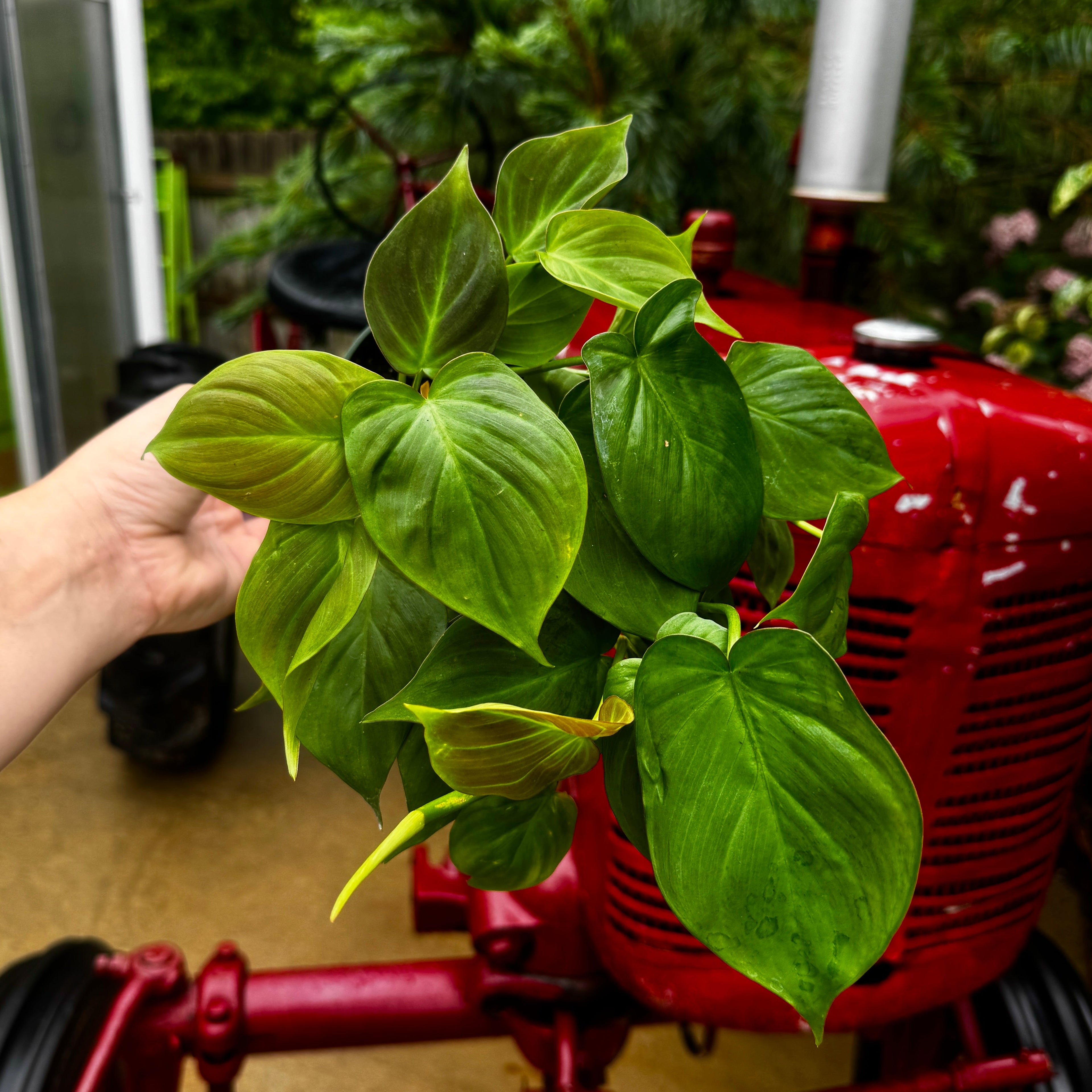 Philodendron Camposportoanum