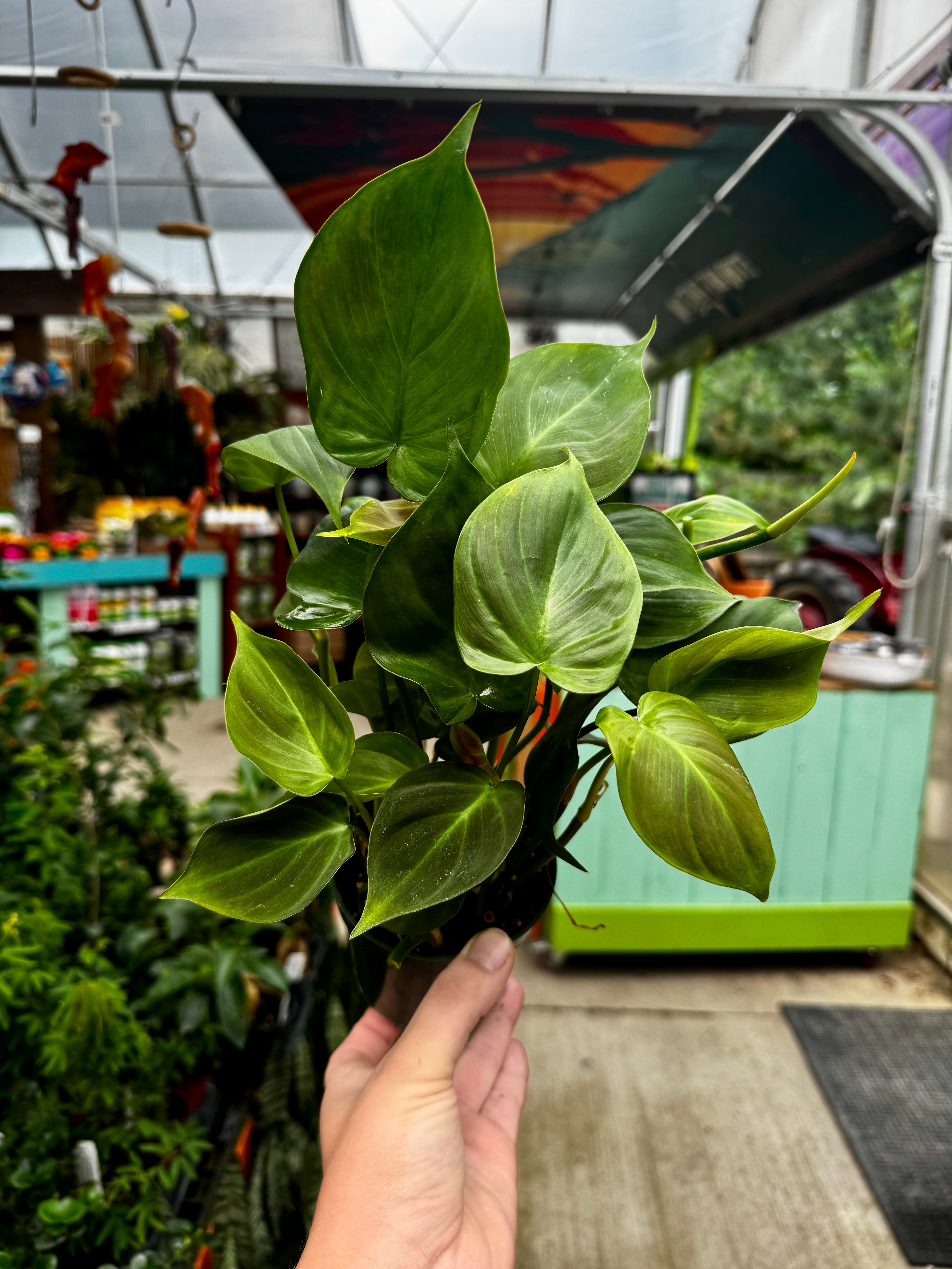 Philodendron Camposportoanum