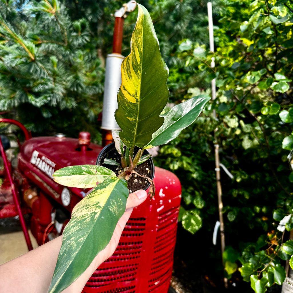 Philodendron 'Caramel Marble'