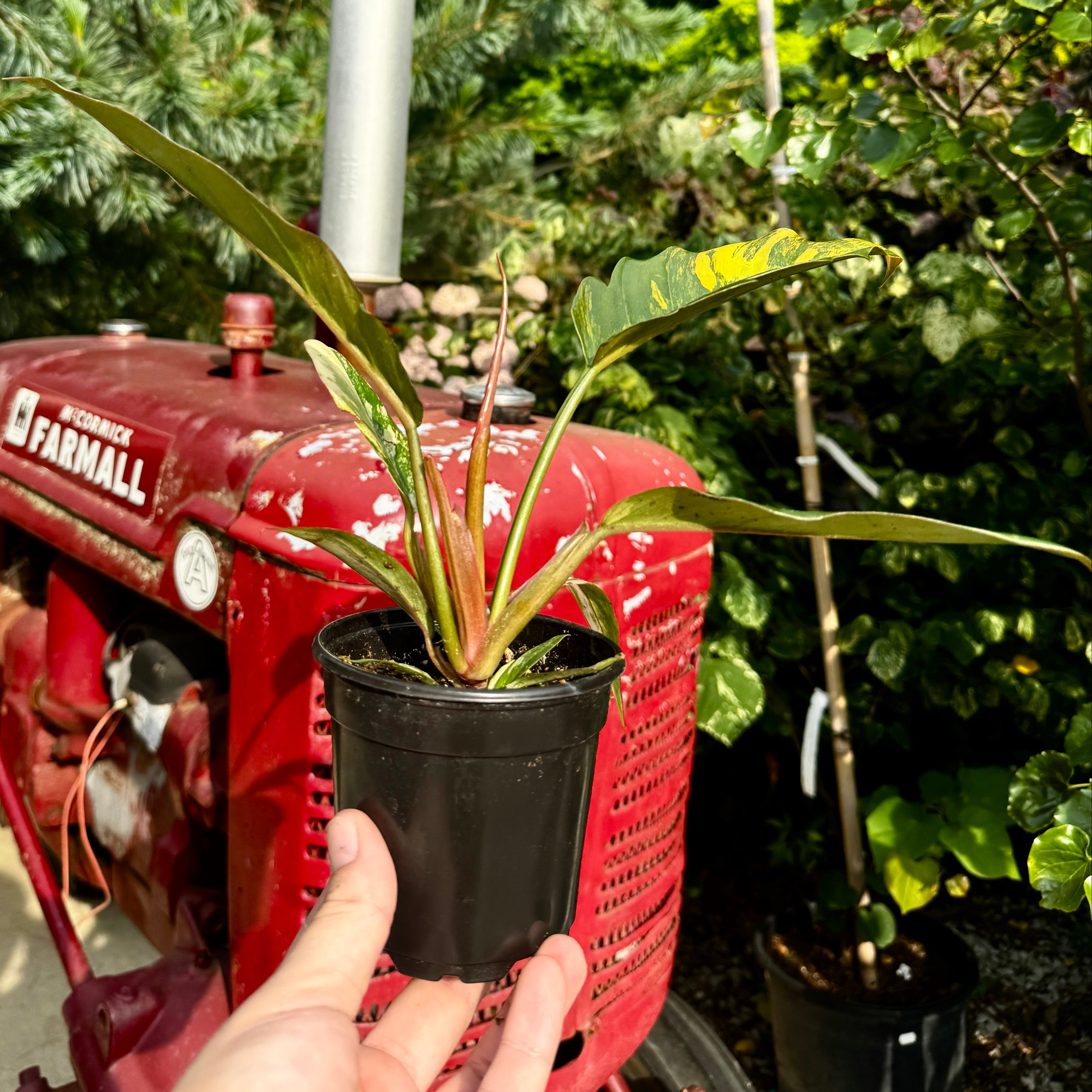 Philodendron 'Caramel Marble'