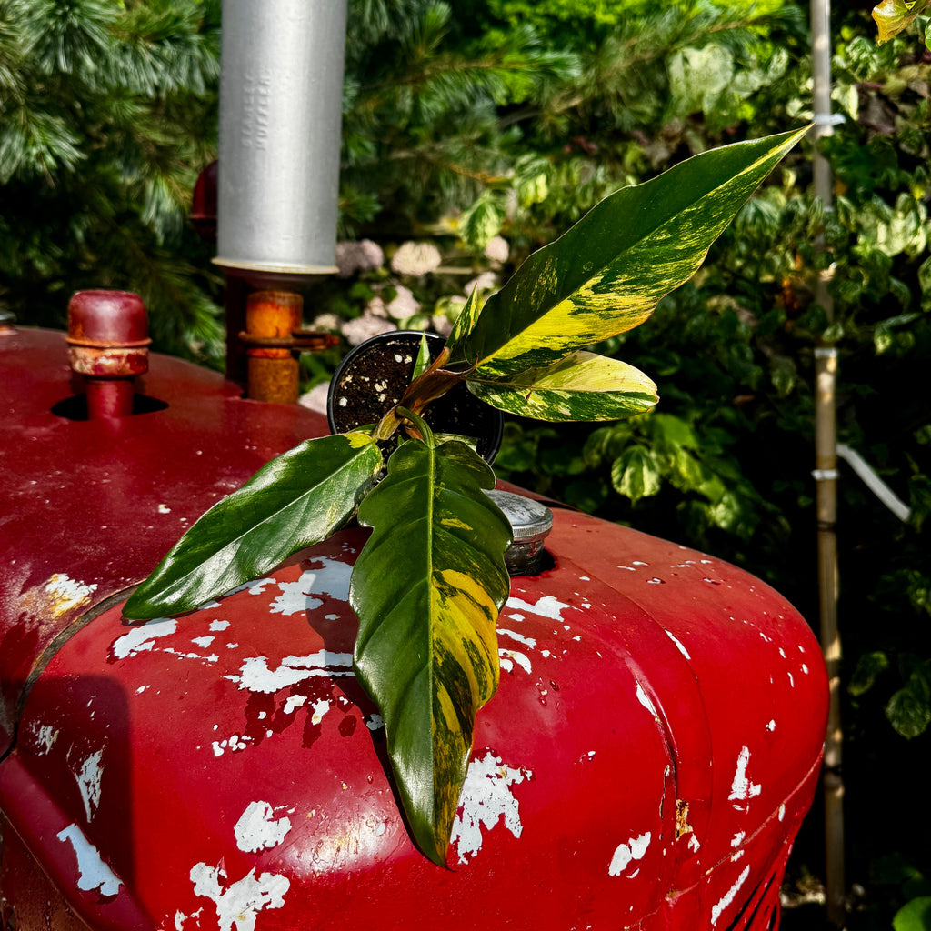 Philodendron 'Caramel Marble'