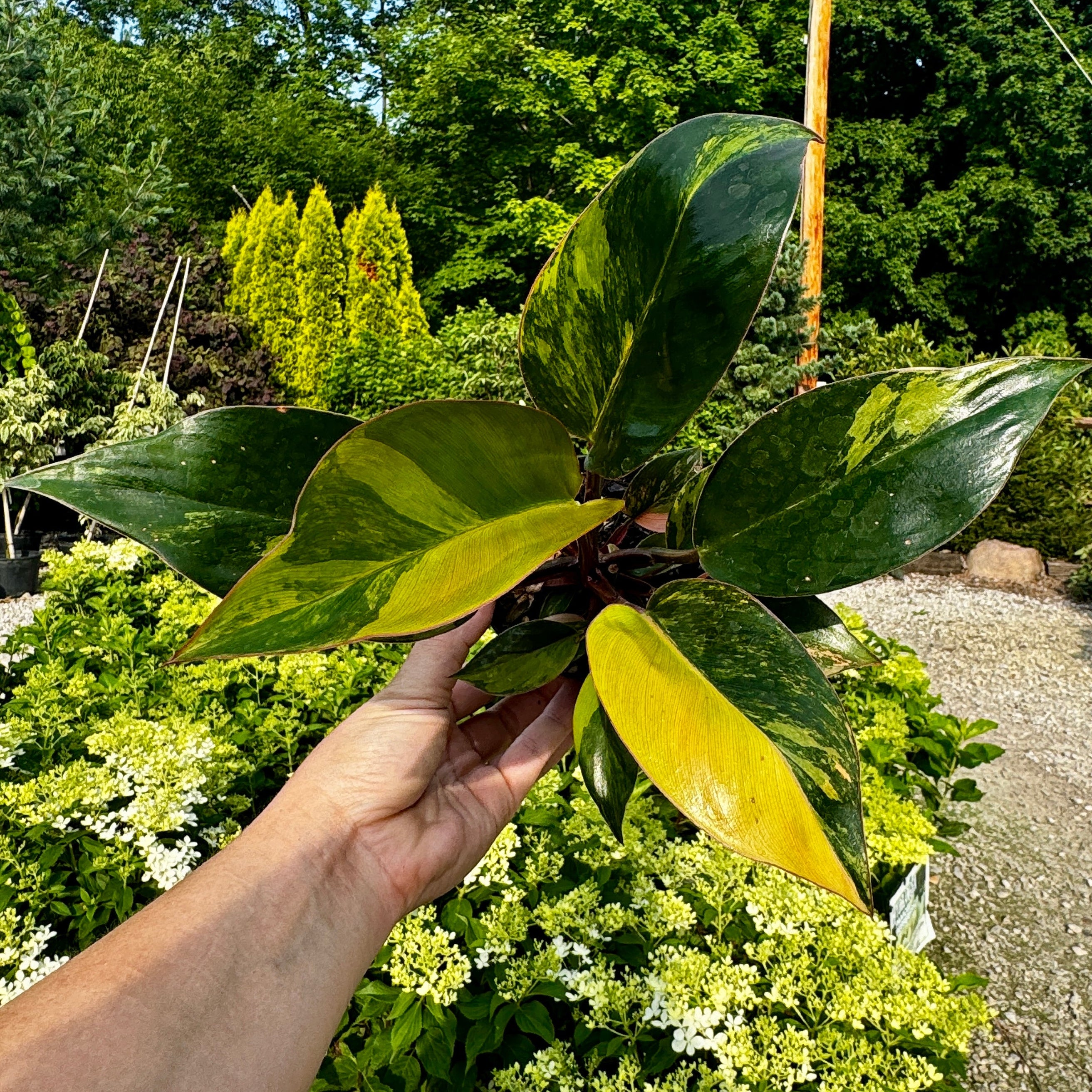 Variegated Philodendron Red Congo 'Red Hot'