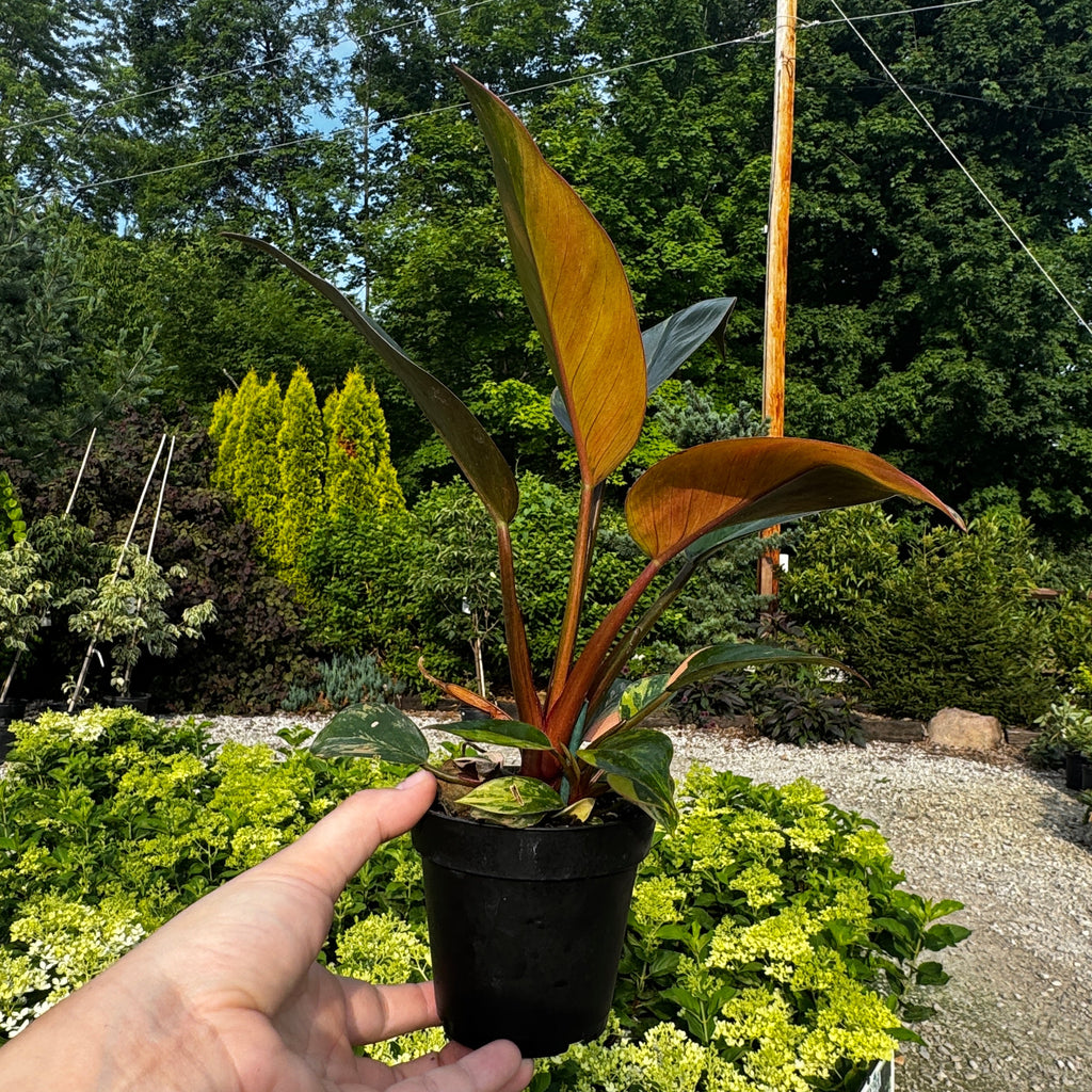 Variegated Philodendron Red Congo 'Red Hot'