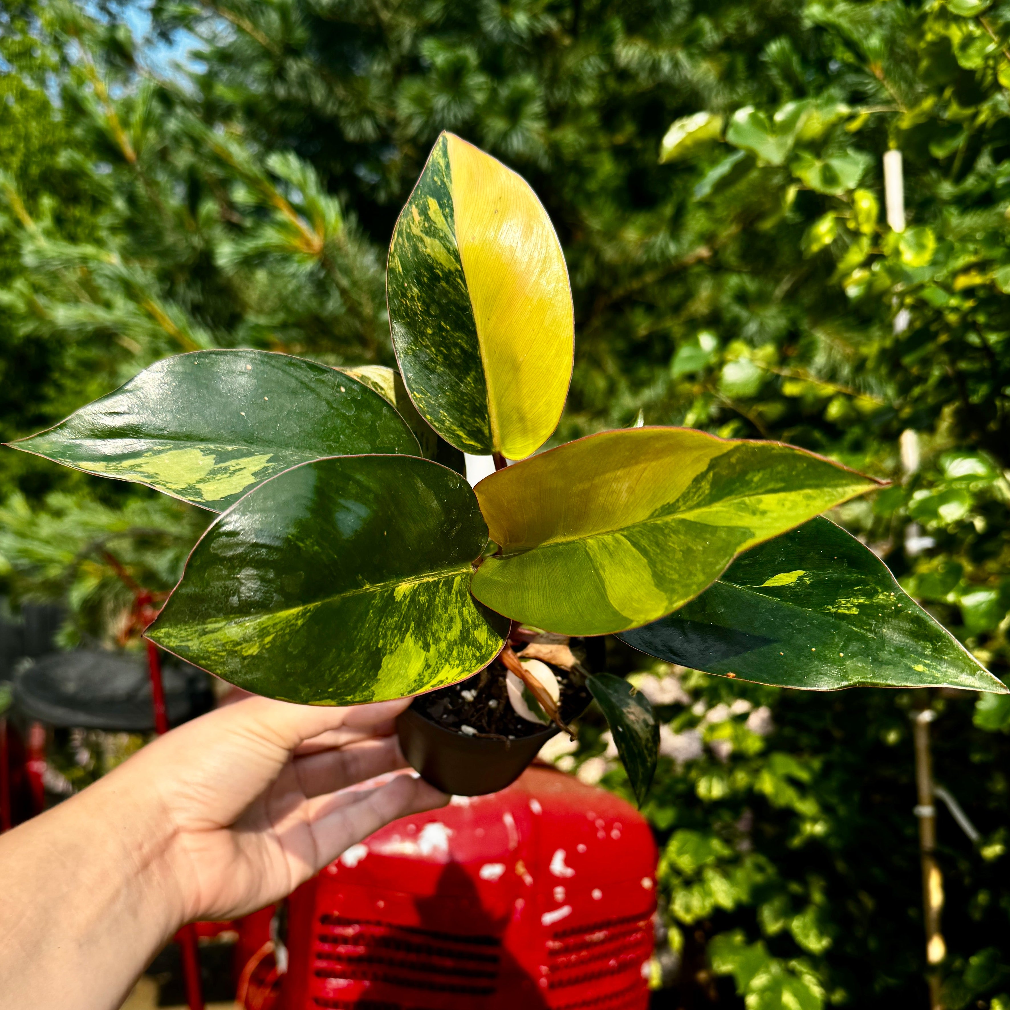 Variegated Philodendron Red Congo 'Red Hot'