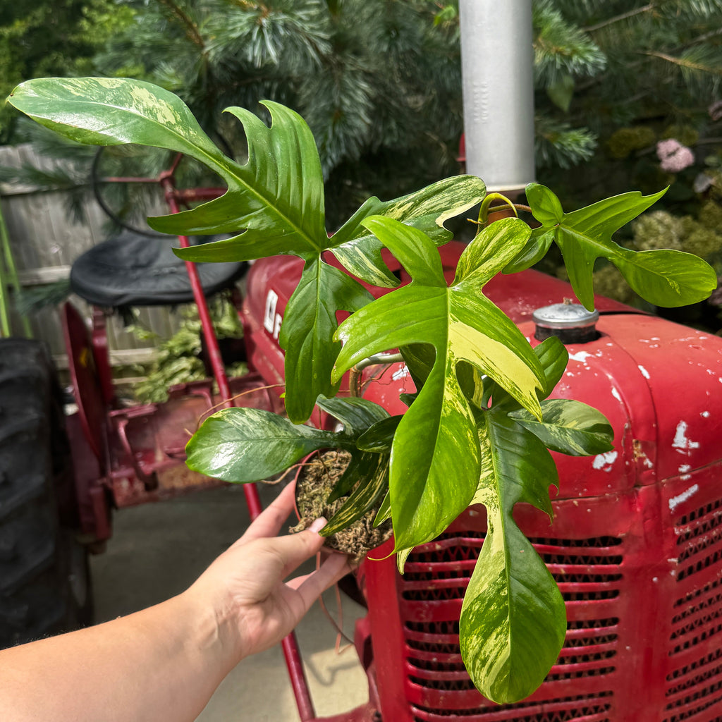 Philodendron 'Florida Beauty'