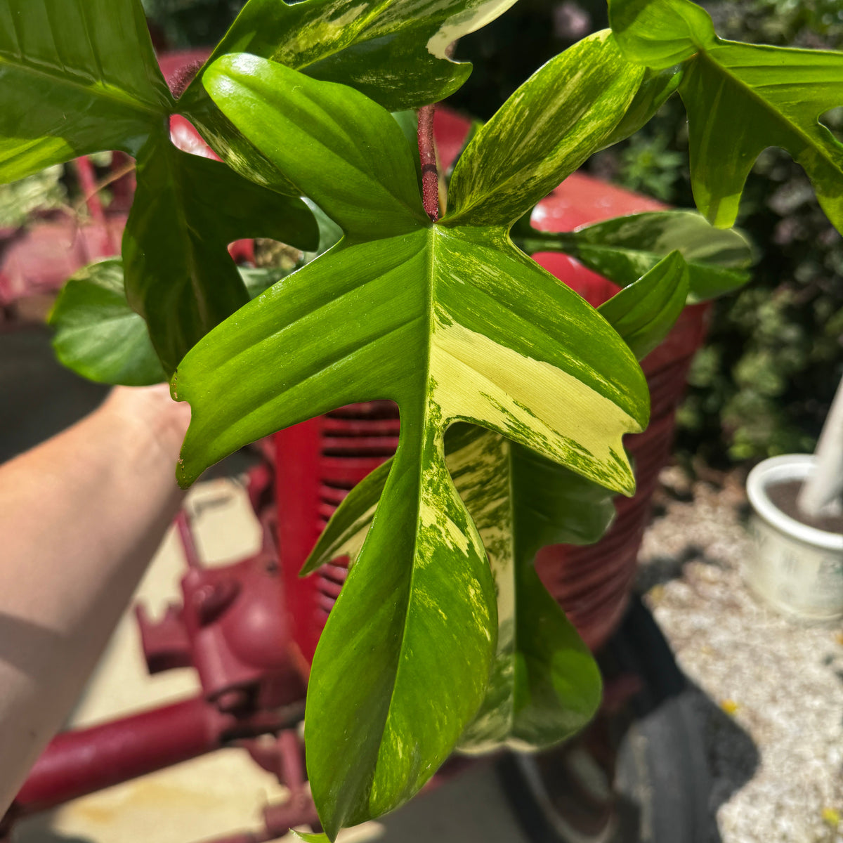Philodendron 'Florida Beauty'