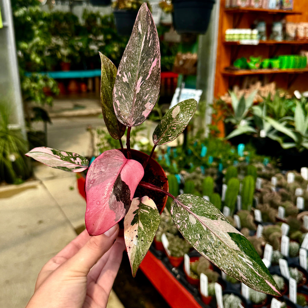 Philodendron 'Pink Naomi'
