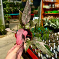 Philodendron 'Pink Naomi'
