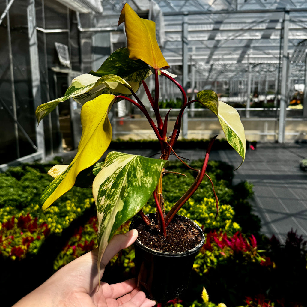 Philodendron 'Strawberry Shake'