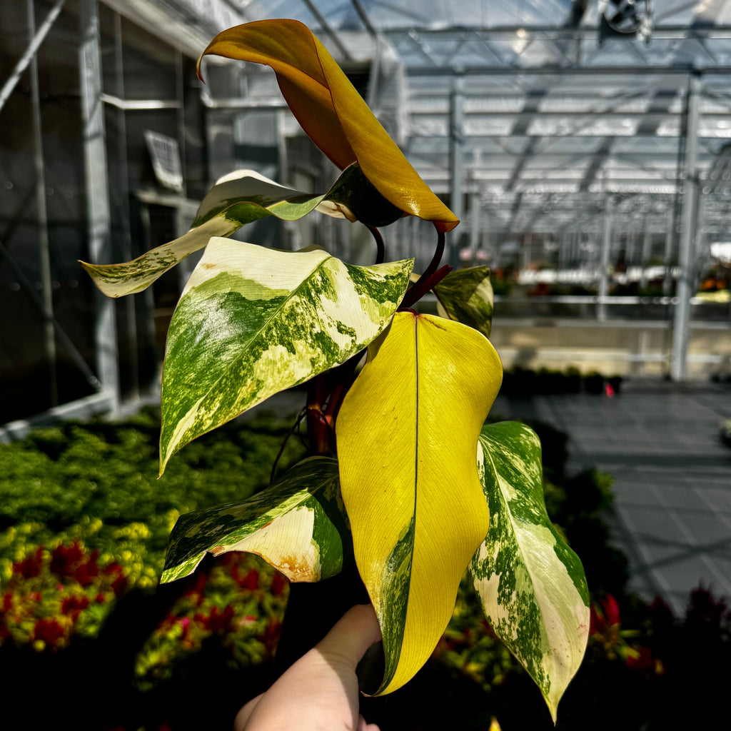 Philodendron 'Strawberry Shake'