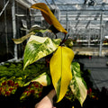 Philodendron 'Strawberry Shake'