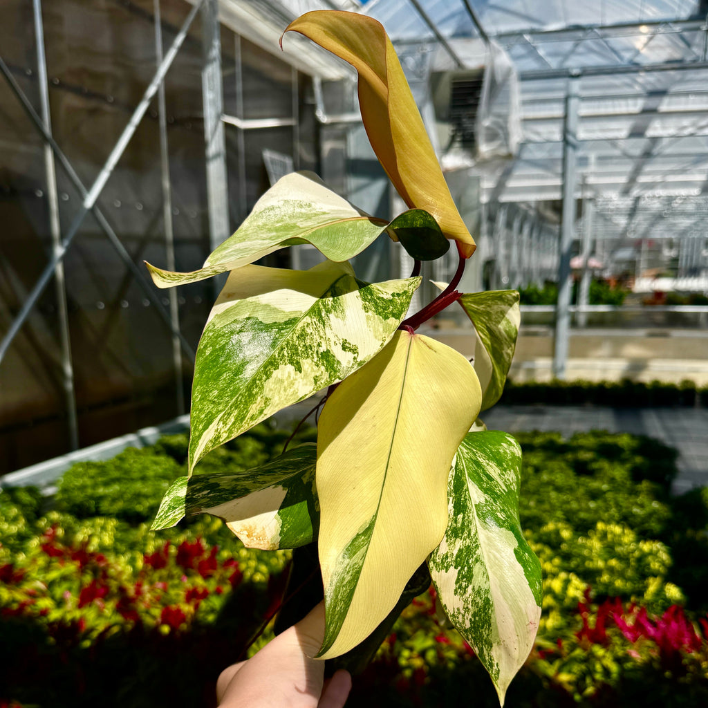 Philodendron 'Strawberry Shake'
