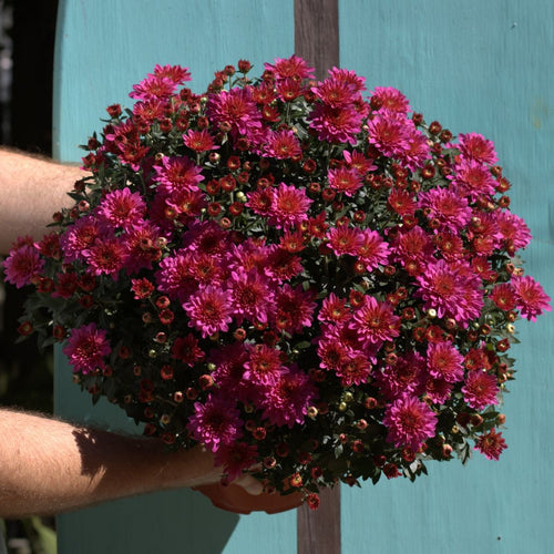 Belgian Fall Mum 'Pink Frenzy'