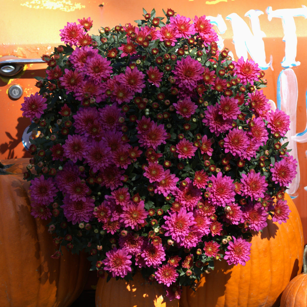 Belgian Fall Mum 'Pink Frenzy'