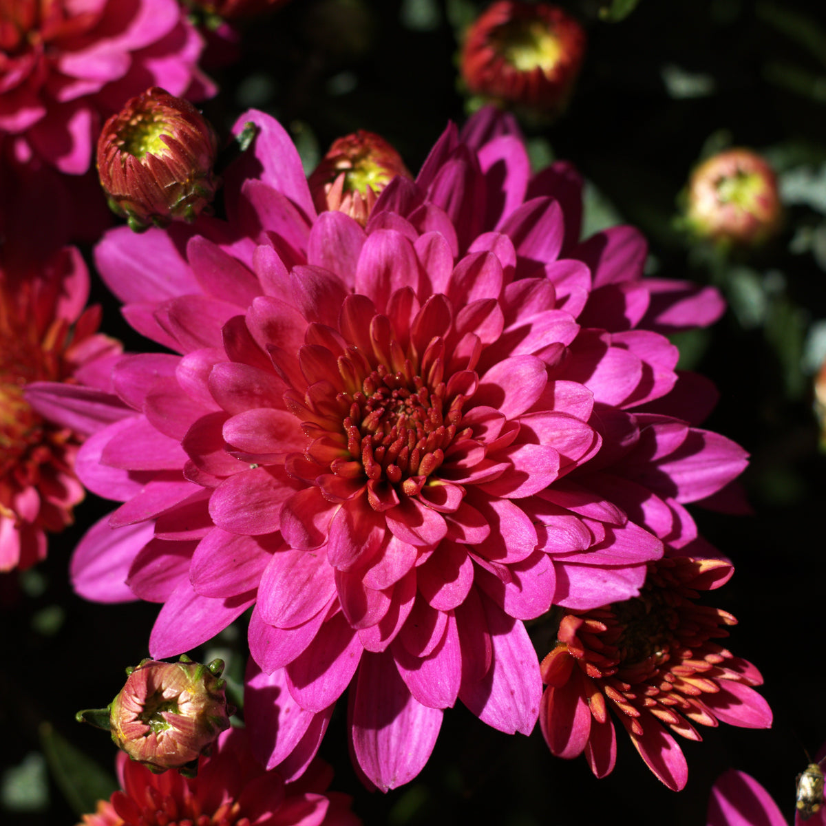 Belgian Fall Mum 'Pink Frenzy'