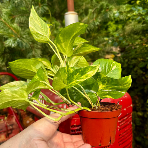 4" Golden Pothos | Epipremnum aureum 'Golden'