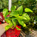 4" Golden Pothos | Epipremnum aureum 'Golden'