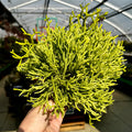 Rice Cactus | 4" Rhipsalis cereuscula