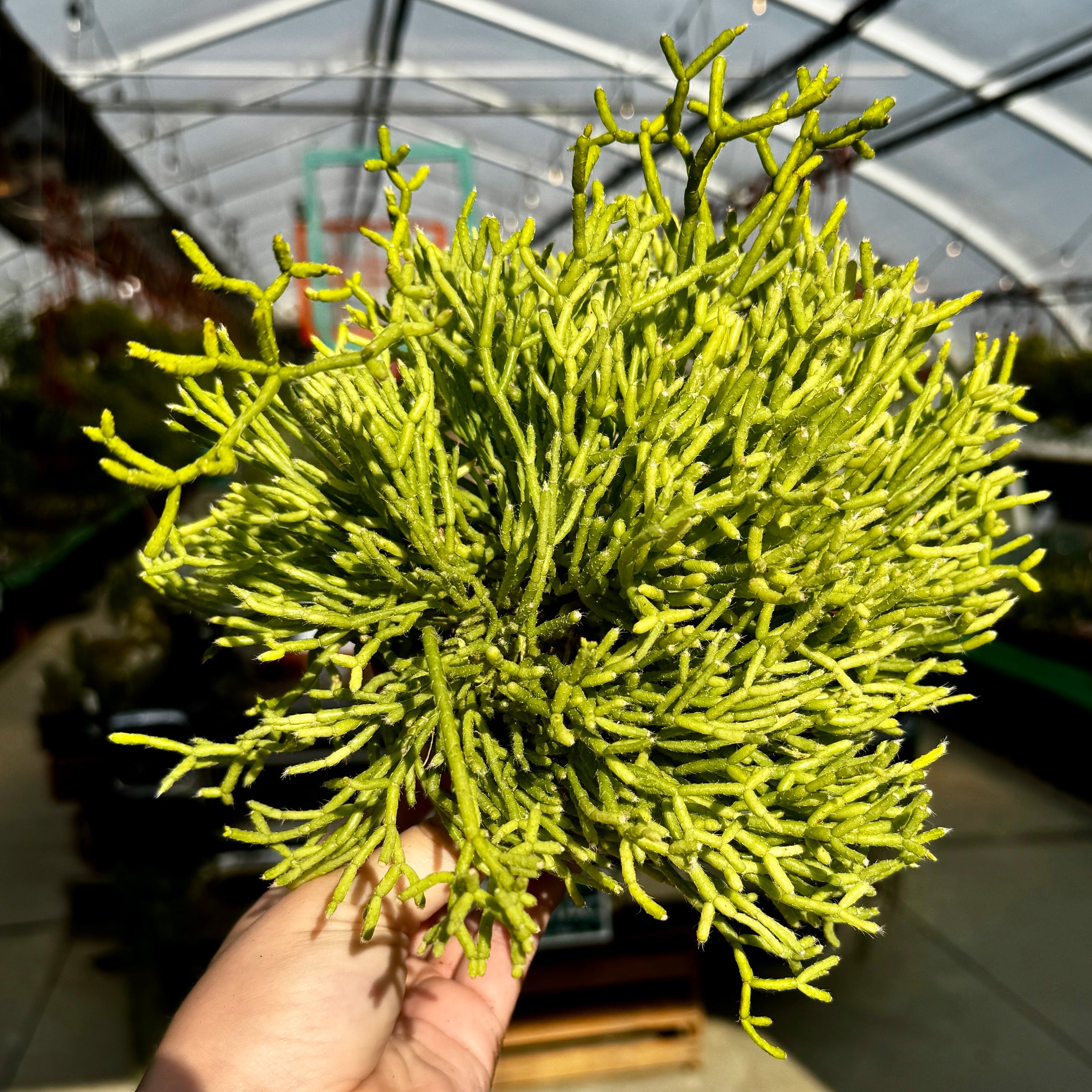 Rice Cactus | 4" Rhipsalis cereuscula