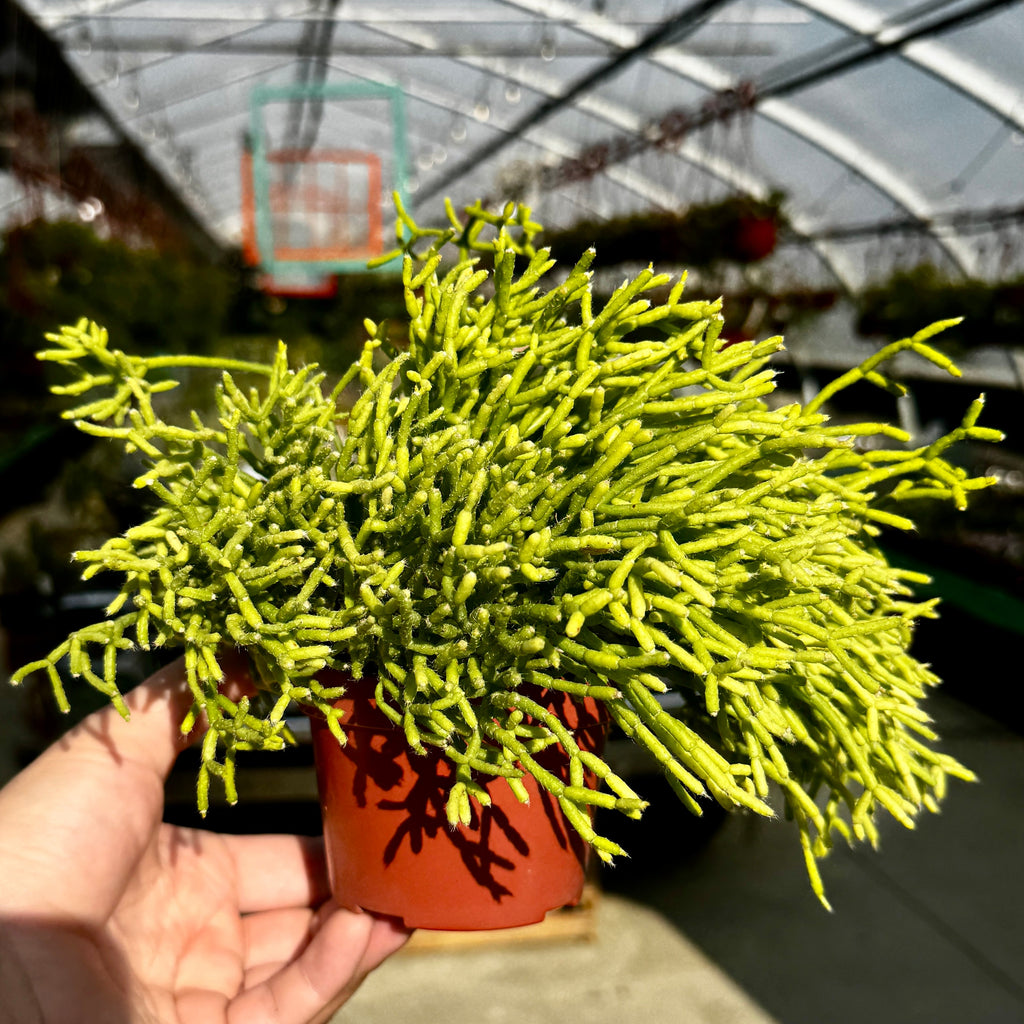 Rice Cactus | 4" Rhipsalis cereuscula