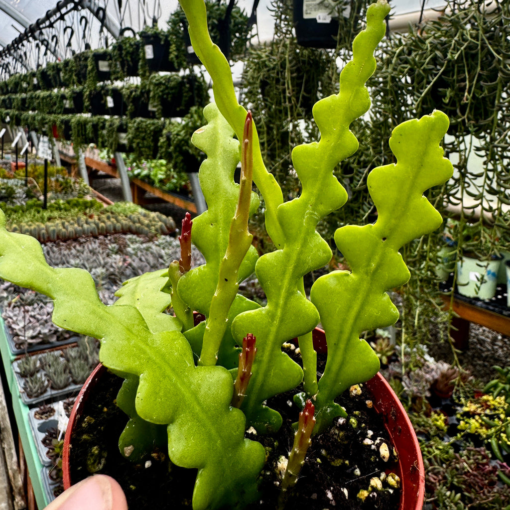 Fishbone Cactus | Ric Rac Cactus | Disocactus anguliger