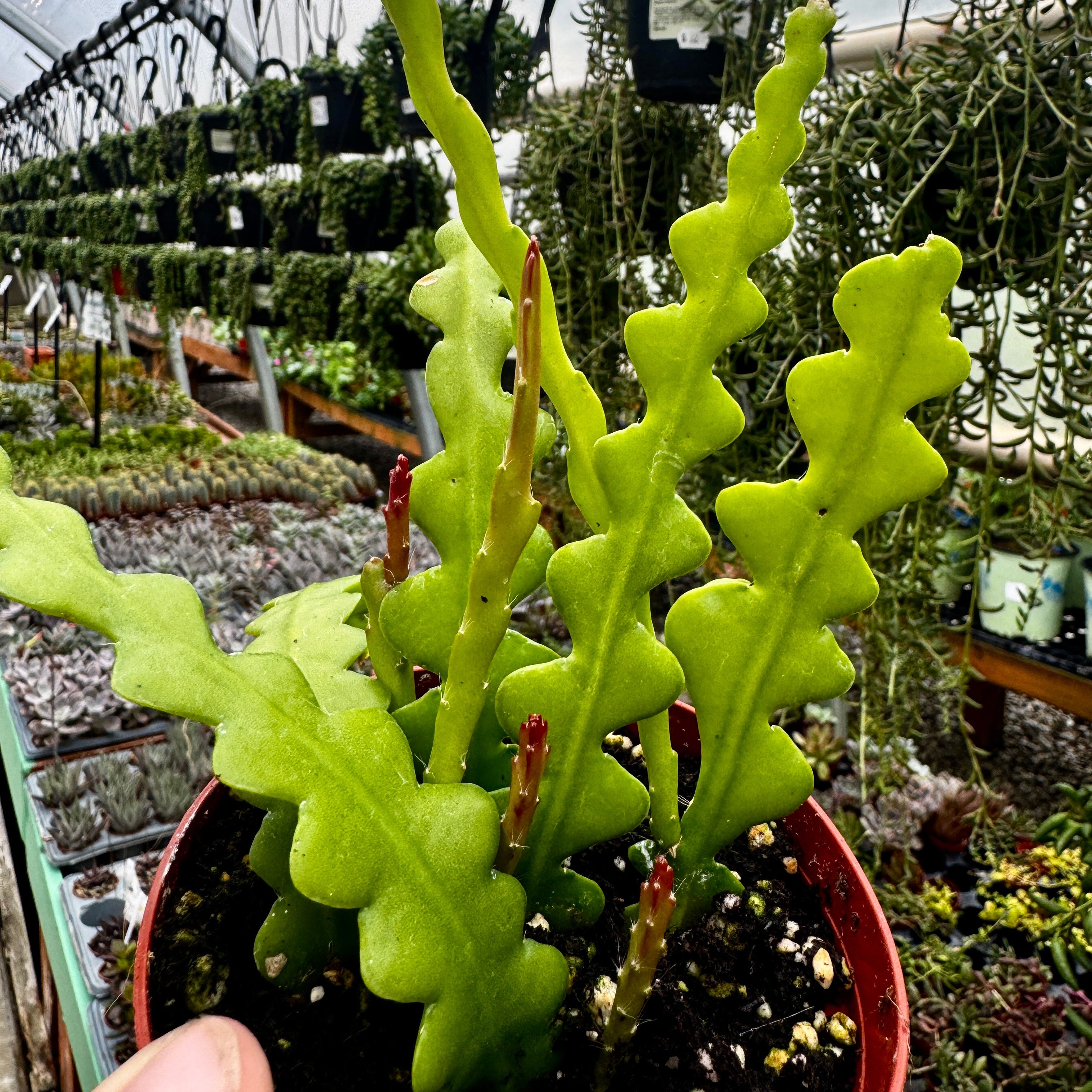 Fishbone Cactus | Ric Rac Cactus | Disocactus anguliger