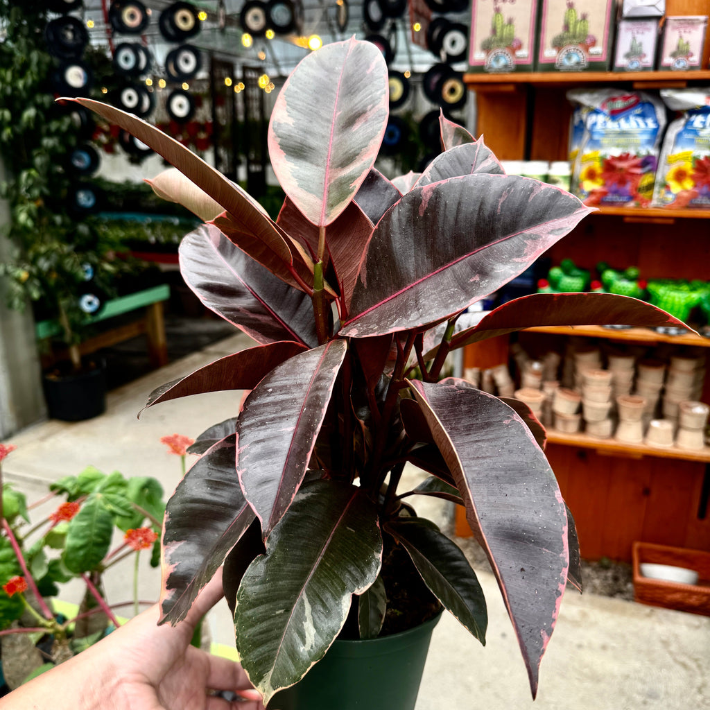 Ruby Rubber Tree | Ficus Elastica 'Ruby'