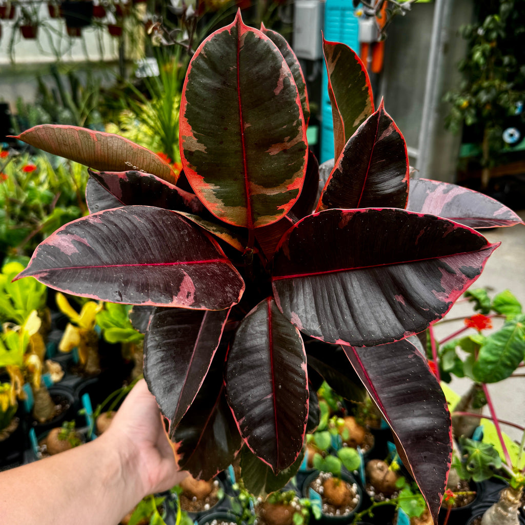 Ruby Rubber Tree | Ficus Elastica 'Ruby'