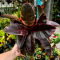 Ruby Rubber Tree | Ficus Elastica 'Ruby'