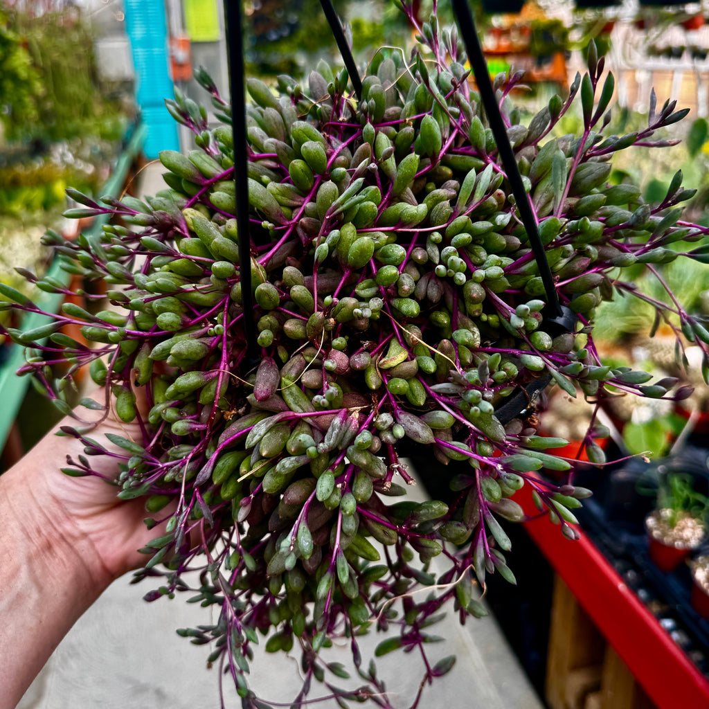 Ruby Necklace Hanging Basket | Othonna capensis