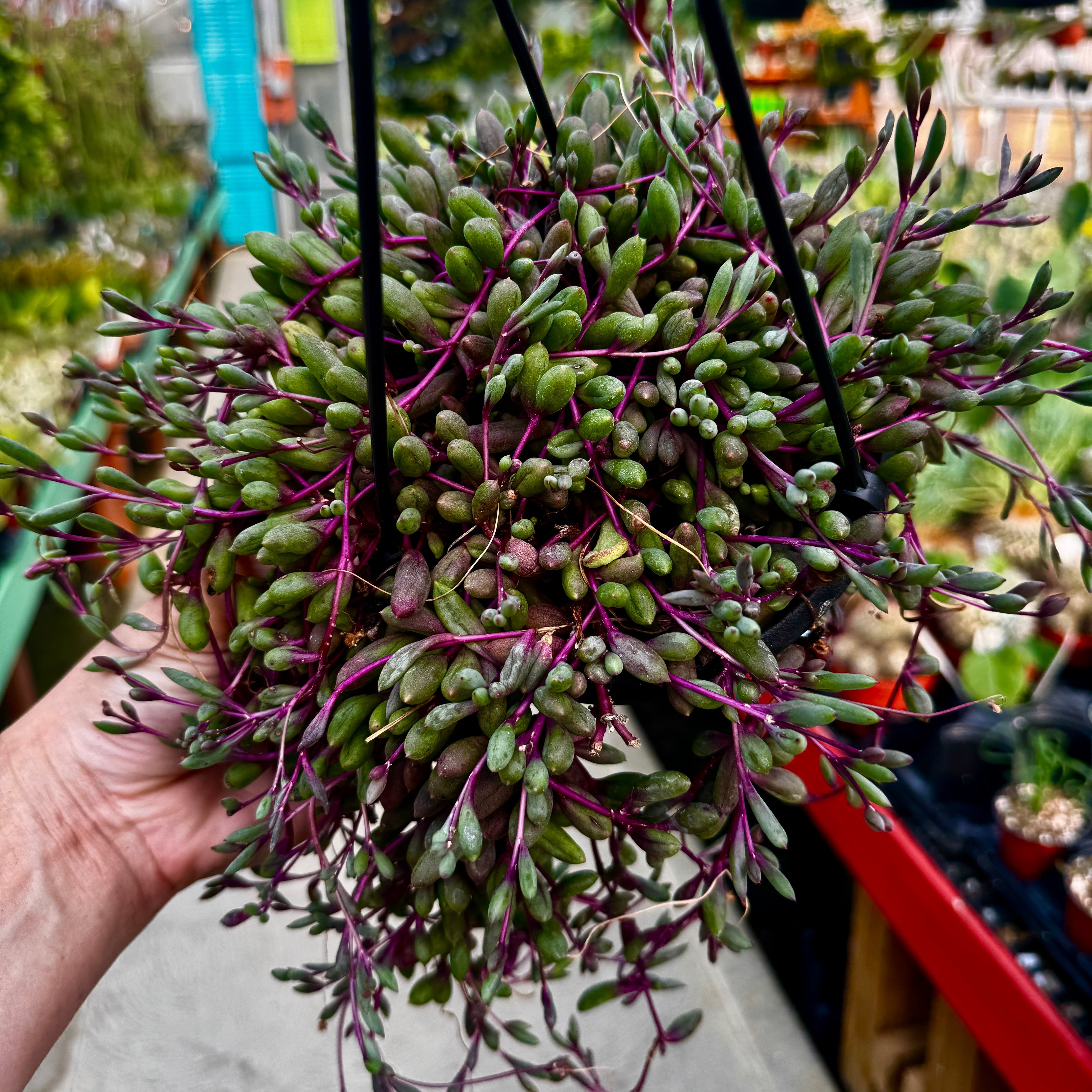 Ruby Necklace Hanging Basket | Othonna capensis