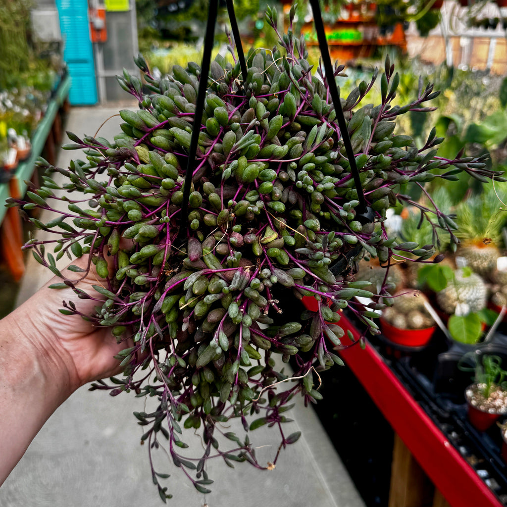 Ruby Necklace Hanging Basket | Othonna capensis