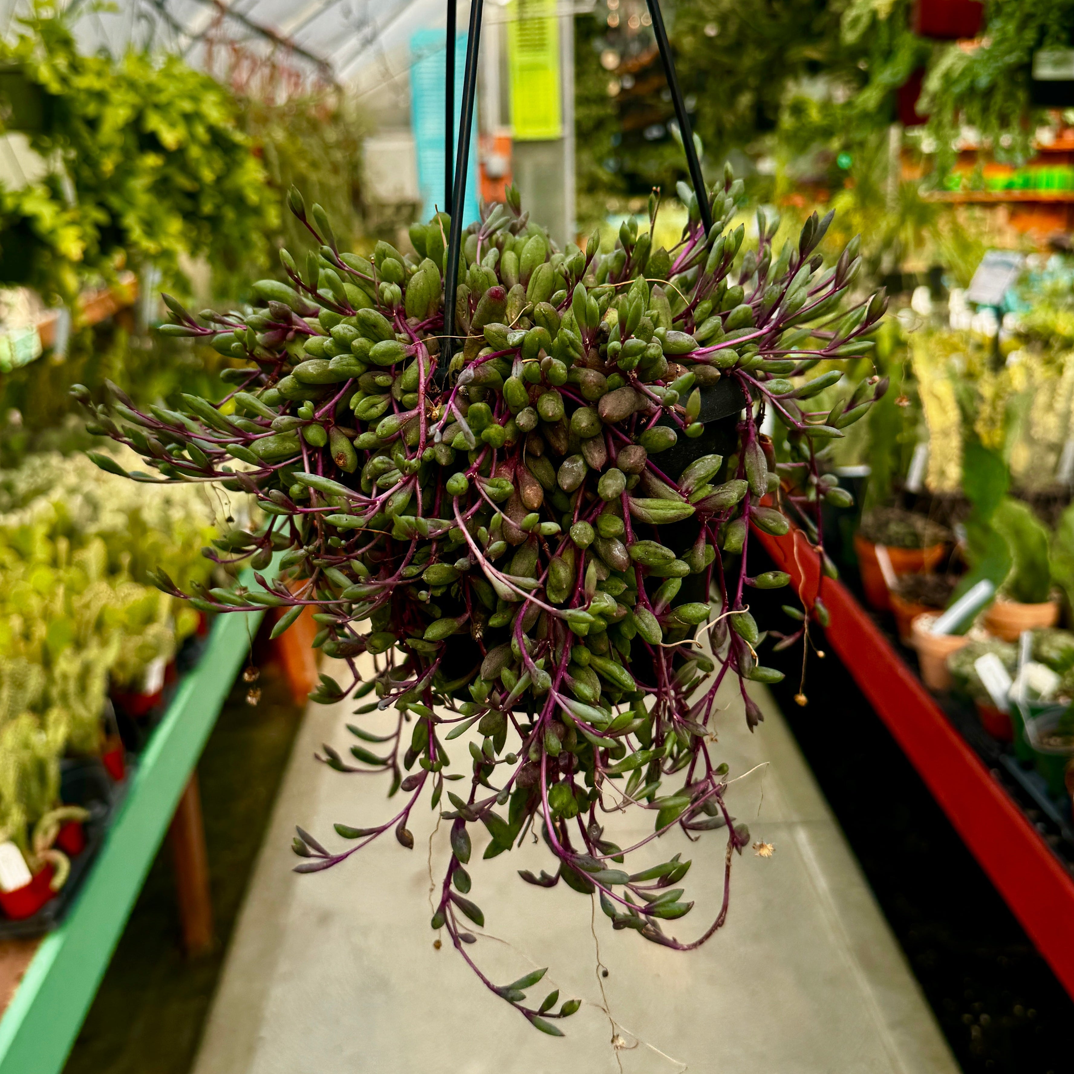 Ruby Necklace Hanging Basket | Othonna capensis
