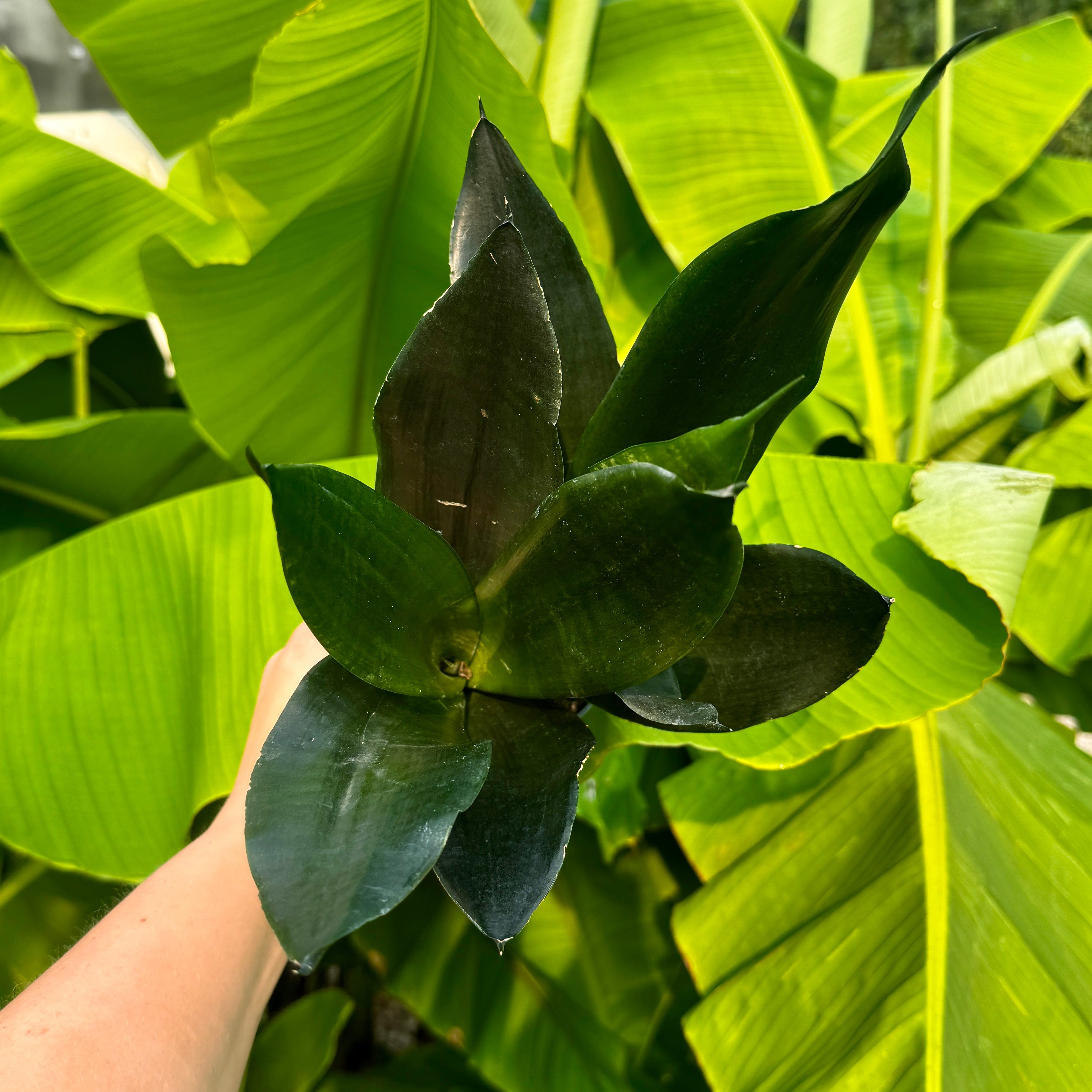 Snake Plant | Sansevieria 'Black Dragon'