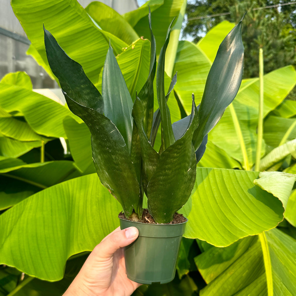 Snake Plant | Sansevieria 'Black Dragon'