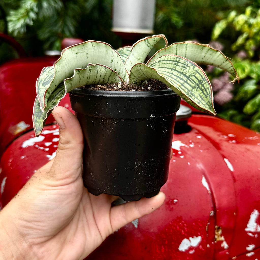 Snake Plant | Sansevieria 'Cleopatra'