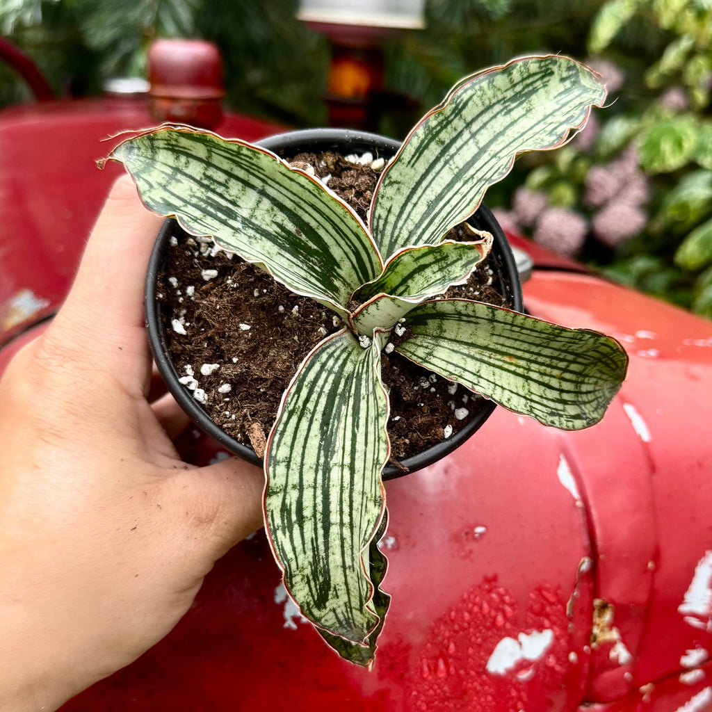 Snake Plant | Sansevieria 'Cleopatra'