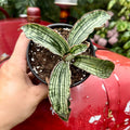 Snake Plant | Sansevieria 'Cleopatra'