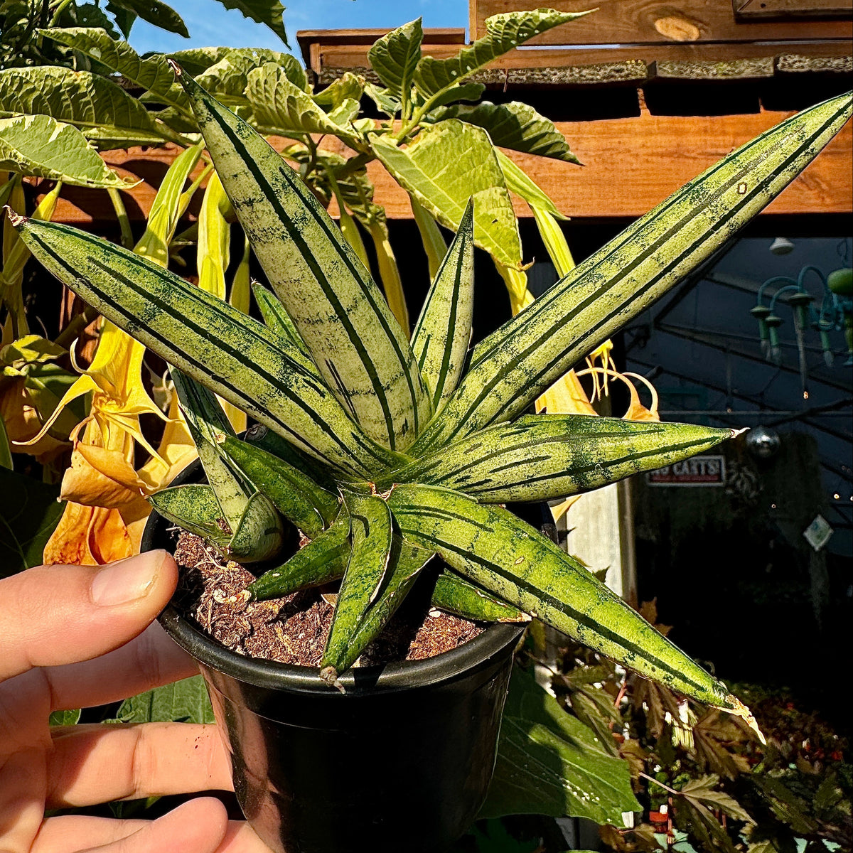 Snake Plant | Sansevieria 'Fat Man'