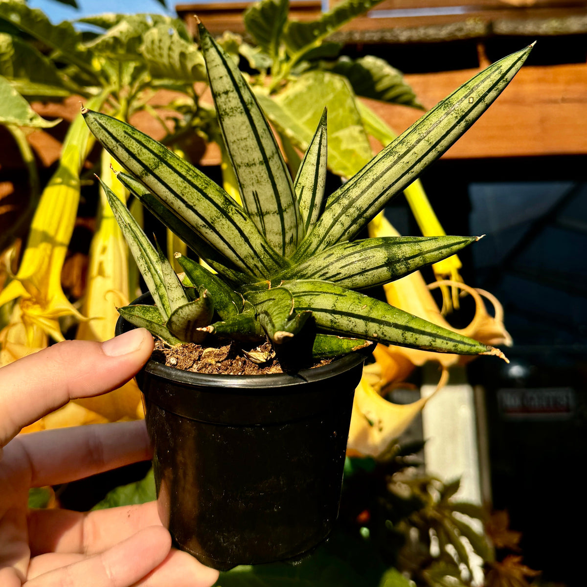 Snake Plant | Sansevieria 'Fat Man'