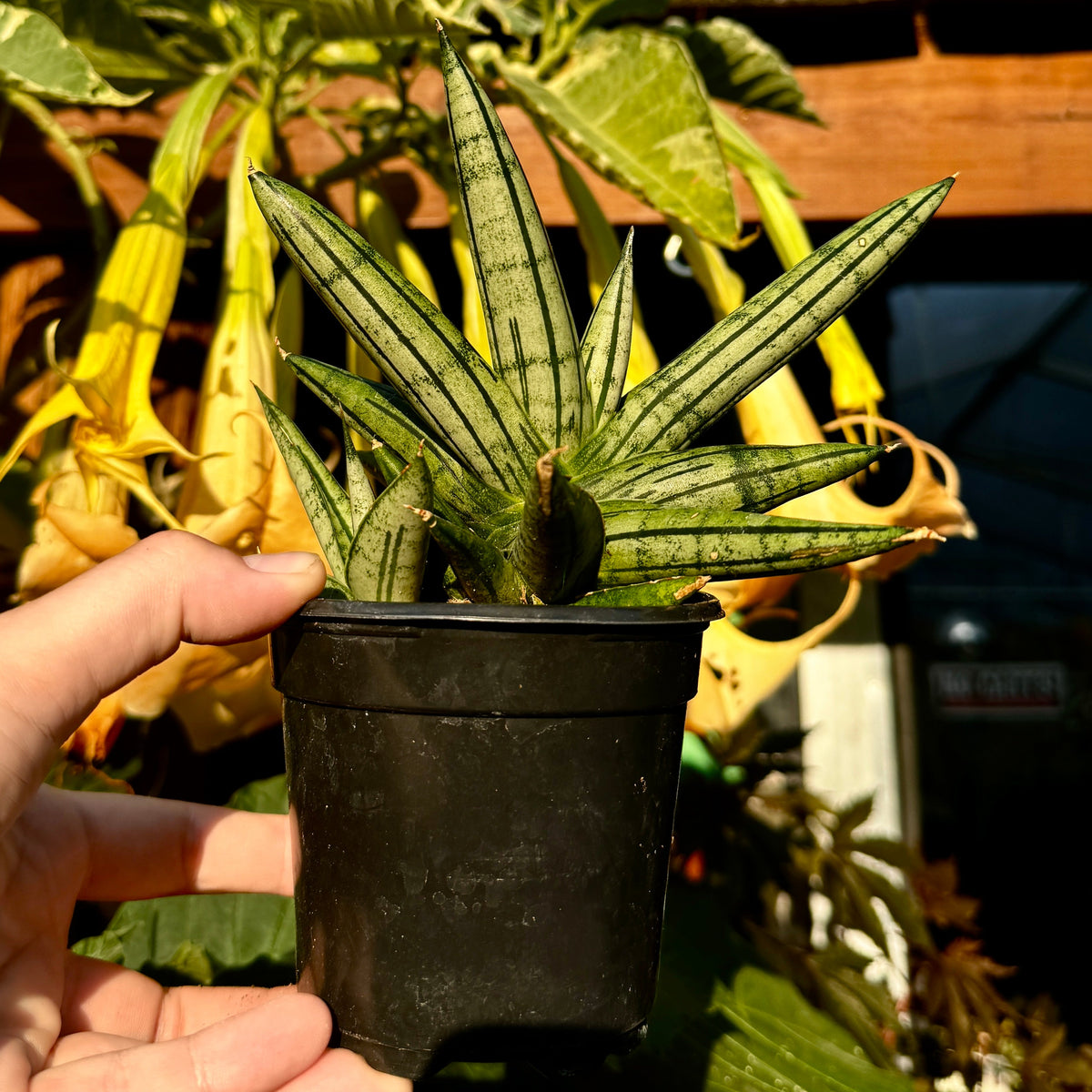 Snake Plant | Sansevieria 'Fat Man'