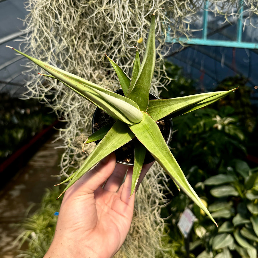 Snake Plant | Sansevieria 'Milano'
