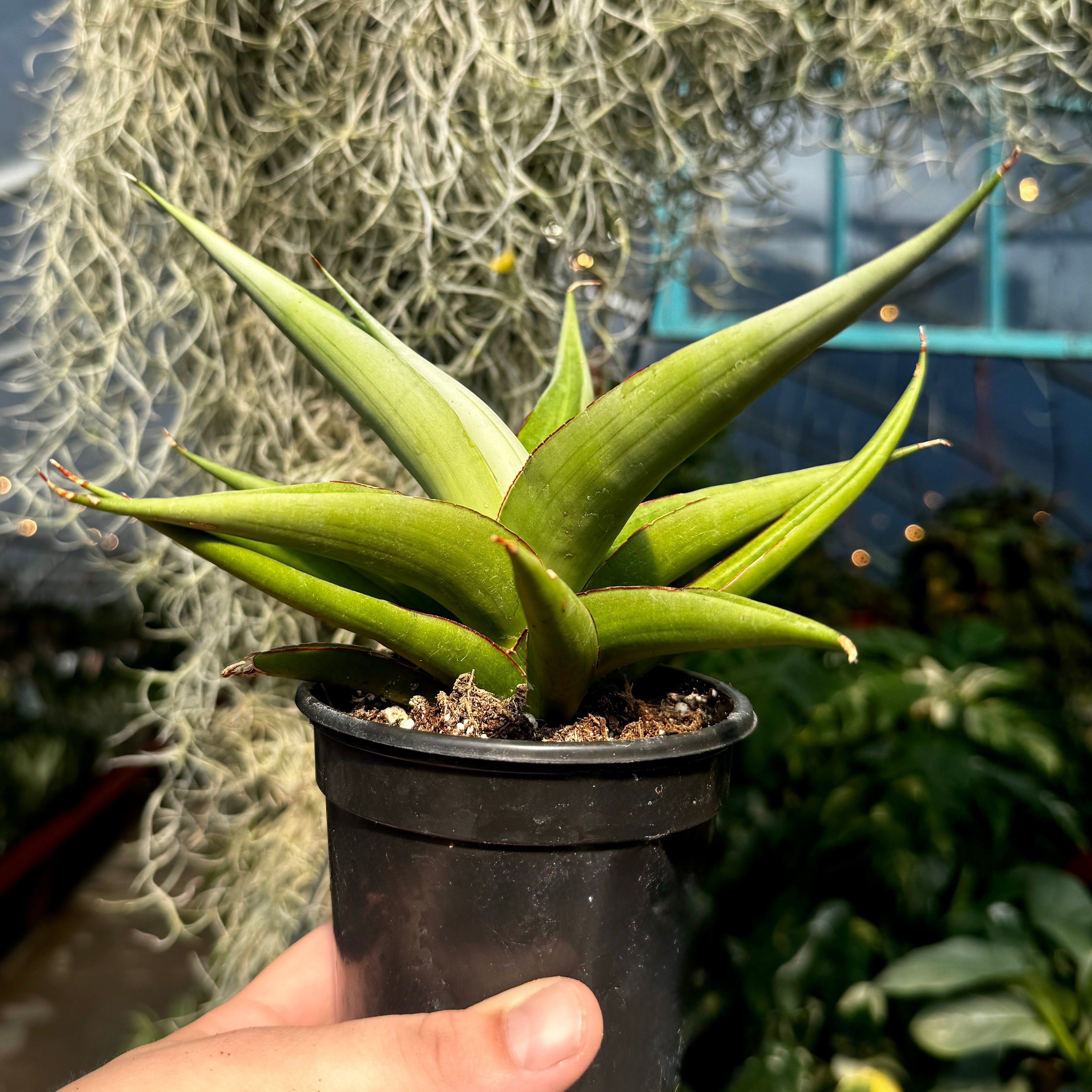 Snake Plant | Sansevieria 'Milano'