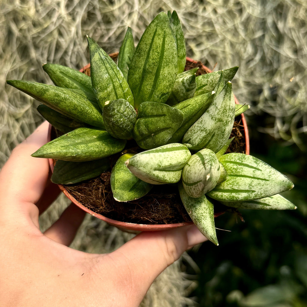Snake Plant | Sansevieria 'Pyramid'