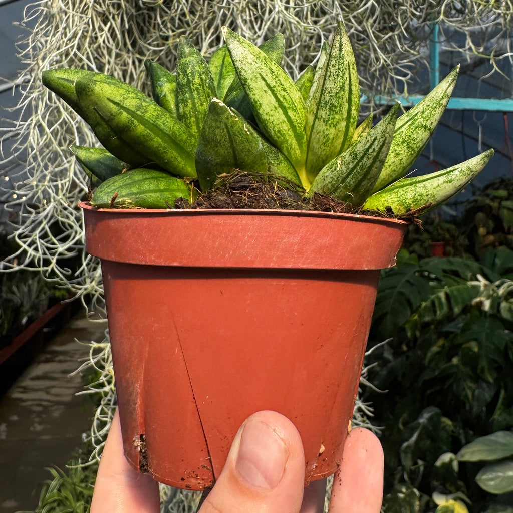 Snake Plant | Sansevieria 'Pyramid'