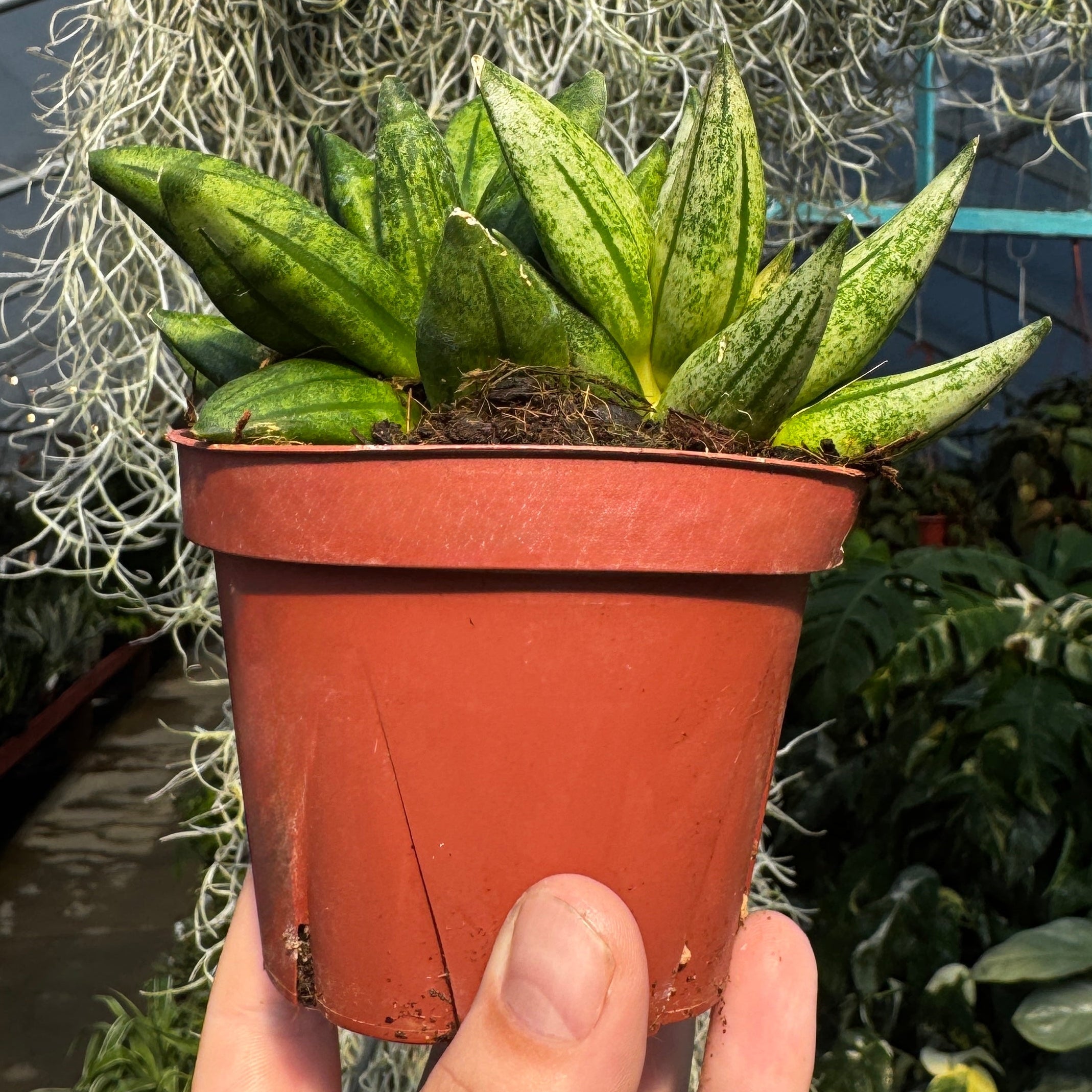 Snake Plant | Sansevieria 'Pyramid'