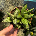 Snake Plant | Sansevieria 'Pyramid'