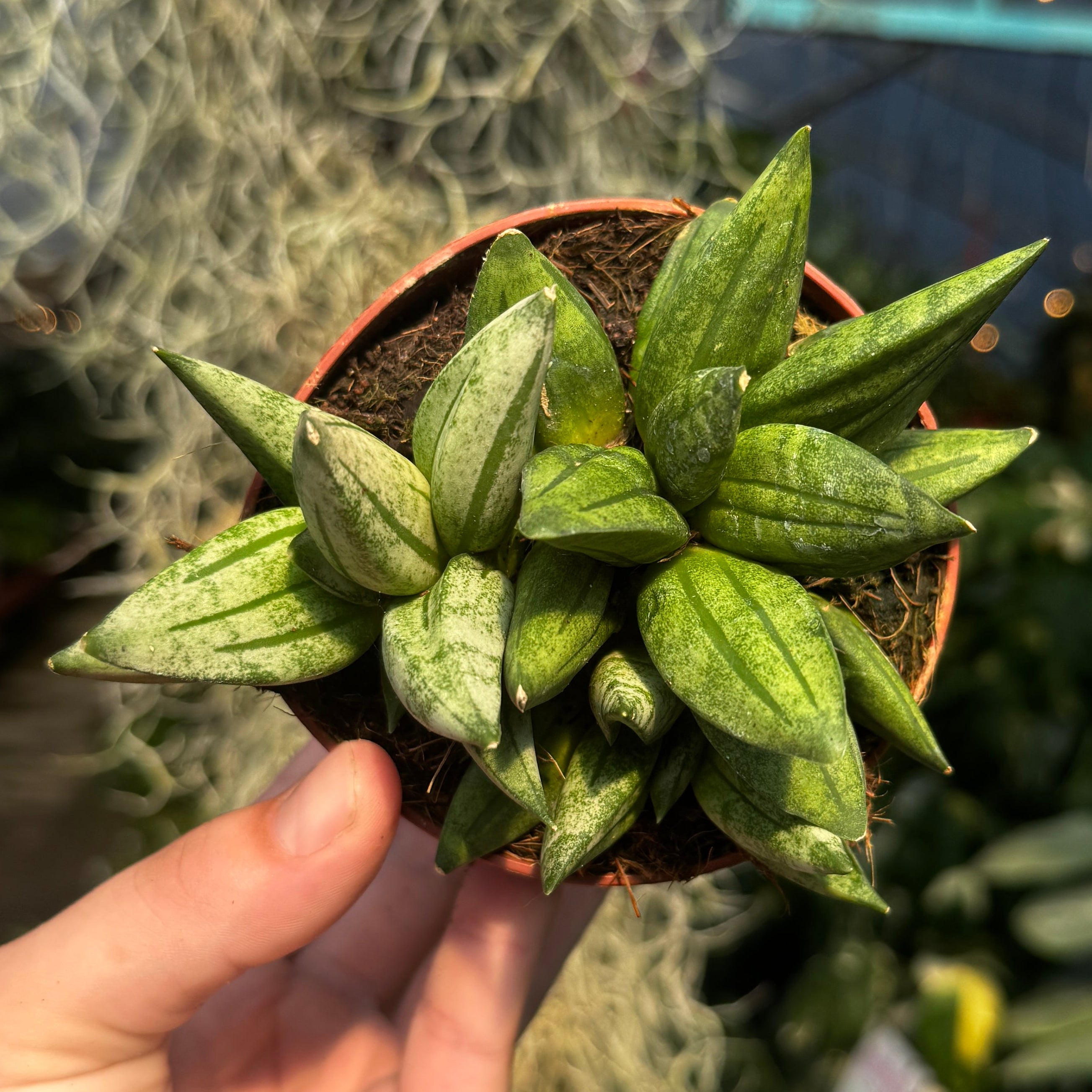 Snake Plant | Sansevieria 'Pyramid'